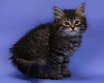 Кошки в Ливны: Сибирские котята классического окраса, 40 000 руб. - фото 5