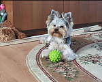 Собаки в Ореховом-Зуево: Щенки йоркширского терьера Мальчик, 25 000 руб. - фото 9
