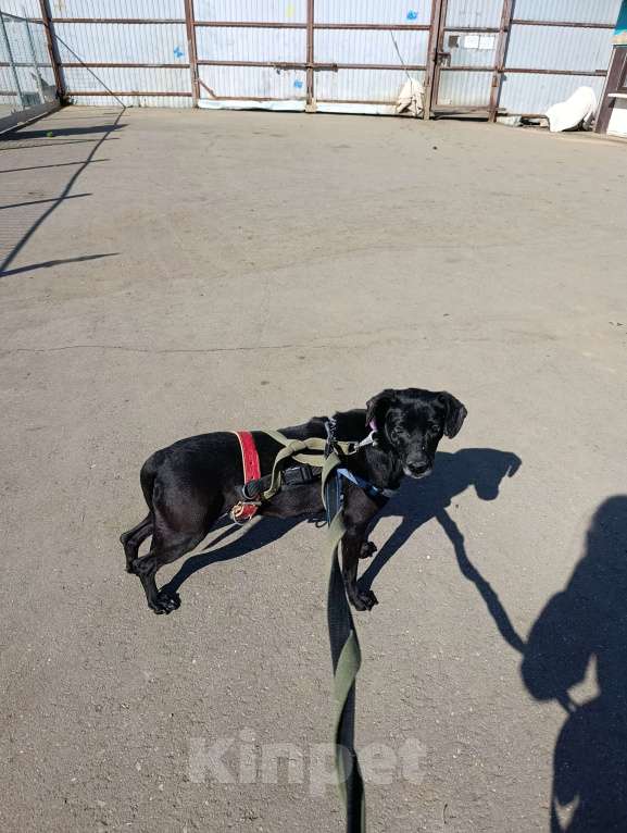 Собаки в Москве: Небольшая собачка в добрые руки Девочка, Бесплатно - фото 2