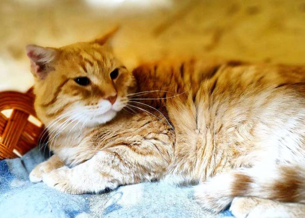 Кошки в Москве: Котик Батя в добрые руки Мальчик, Бесплатно - фото 6