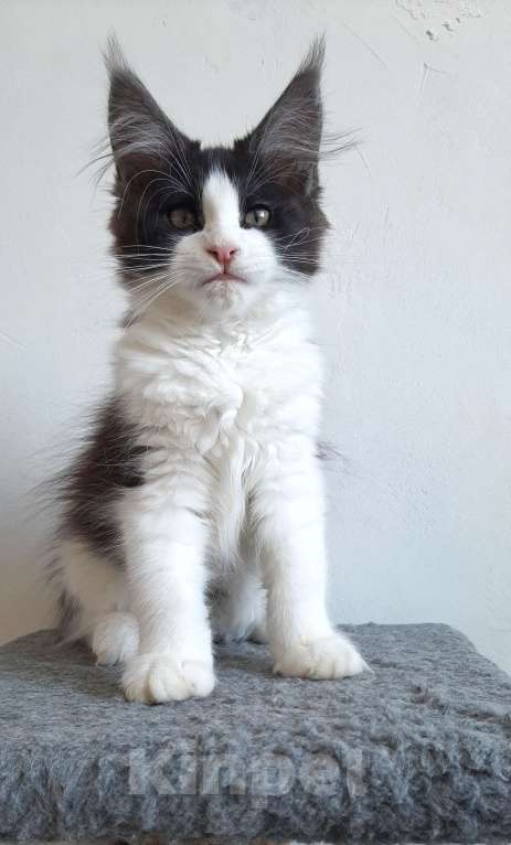 Кошки в Краснодаре: Котенок, приносящий счастье 💝 Девочка, 47 000 руб. - фото 5