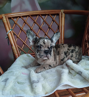 Милые щенки французского бульдога.