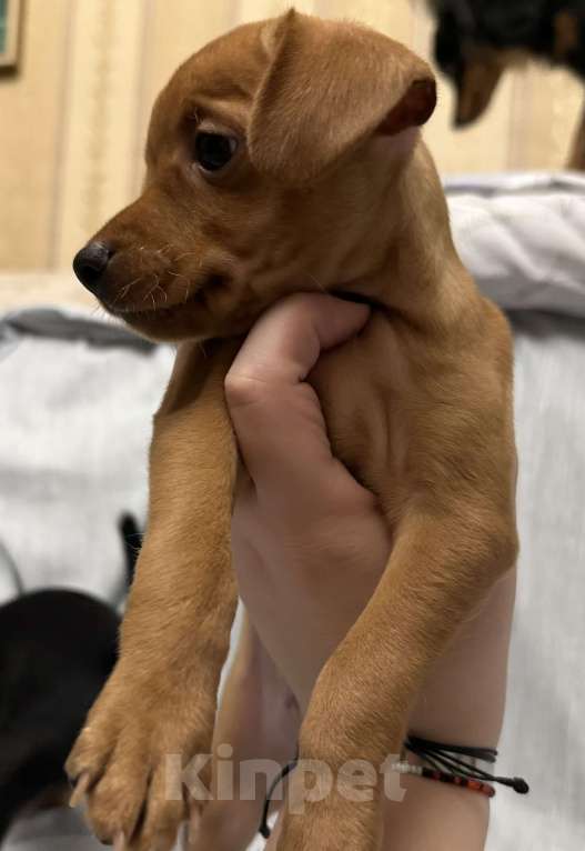 Собаки в Москве: Щенок пражский крысарик Мальчик, Бесплатно - фото 1