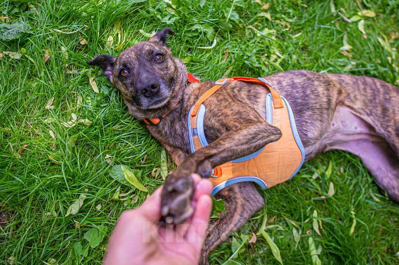 Собаки в Москве: Ласковая метис уиппета Тигра в добрые руки Девочка, 1 руб. - фото 2
