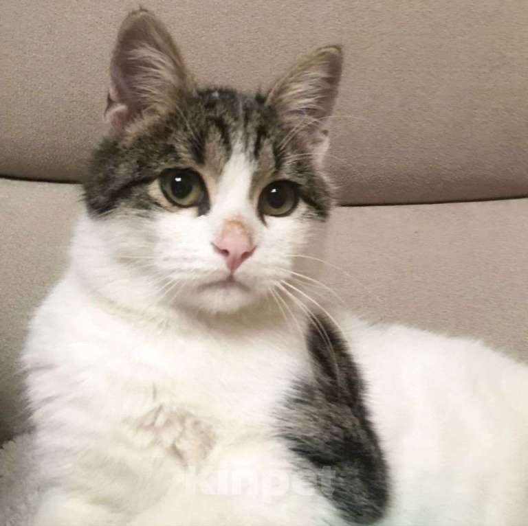 Кошки в Москве: Тиму спасли с пепелища — это все, что осталось от дома.. Мальчик, Бесплатно - фото 5