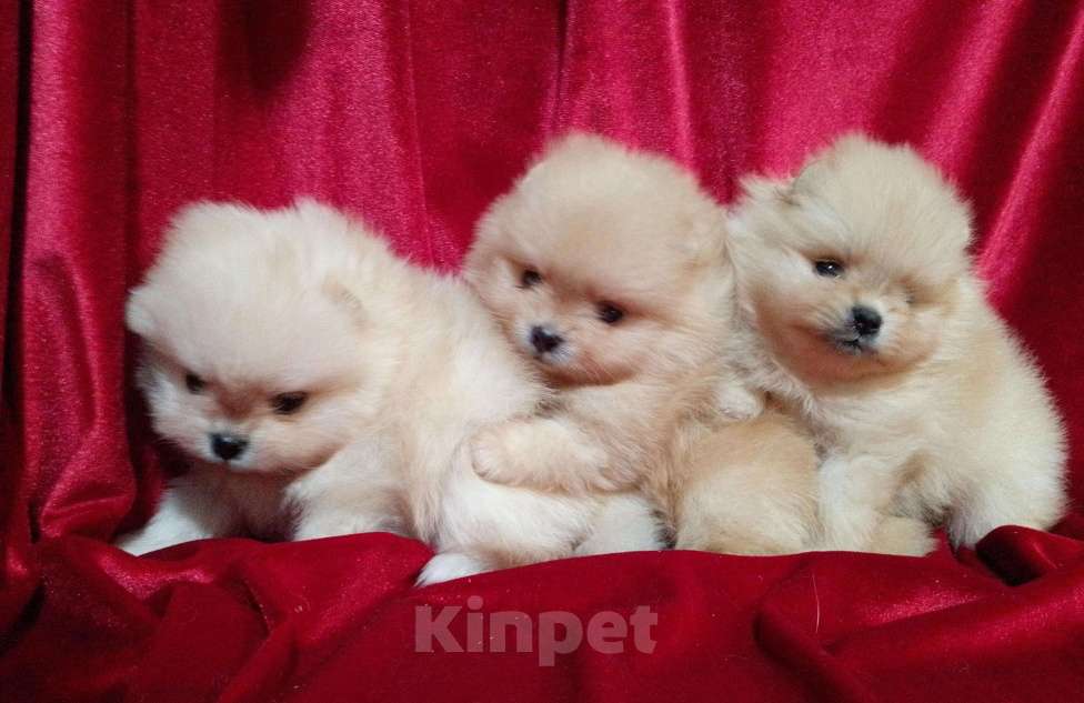 Собаки в Новосибирске: Померанский шпиц Девочка, 80 000 руб. - фото 2