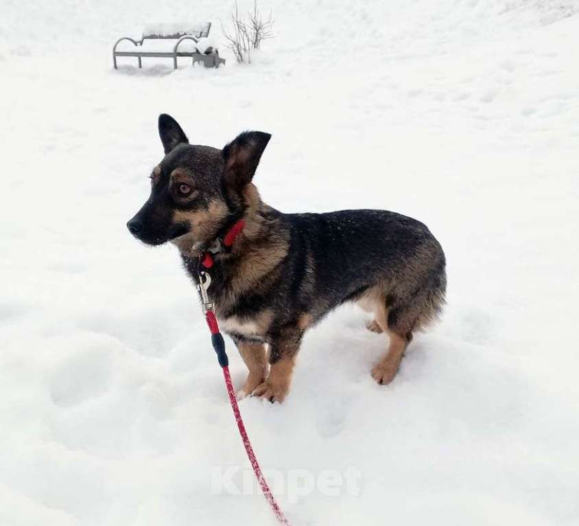 Собаки в Санкт-Петербурге: Совсем маленькая собачка, 7 кг Девочка, Бесплатно - фото 3