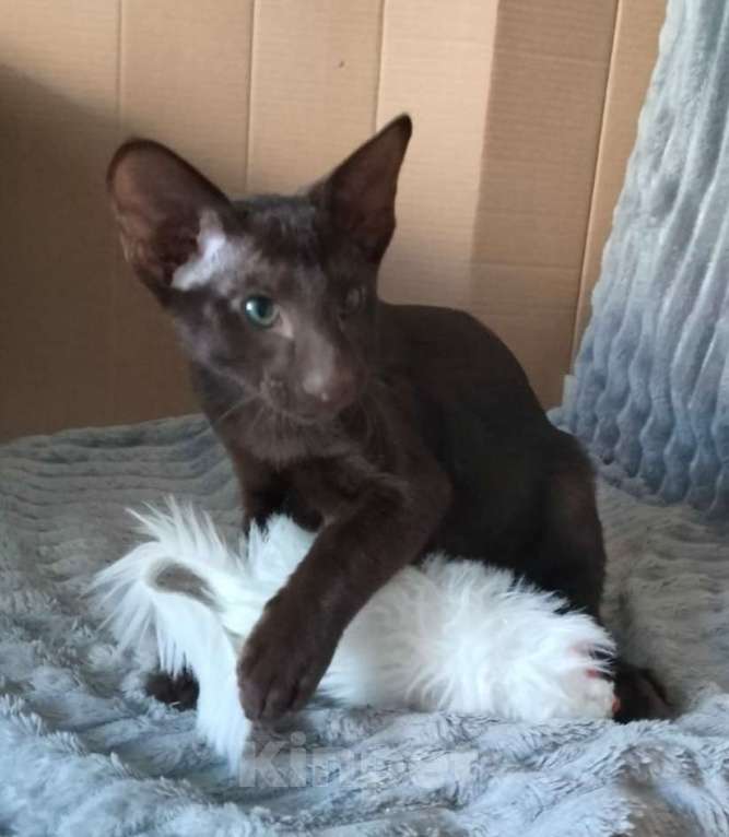 Кошки в Санкт-Петербурге: Ориентальный мальчик гаванна Мальчик, 30 000 руб. - фото 2