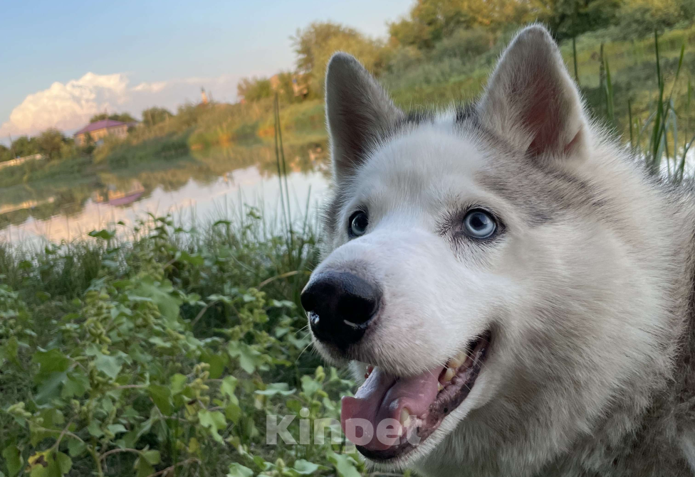 Собаки в Астрахани: Пропал пёс Мальчик, Бесплатно - фото 4