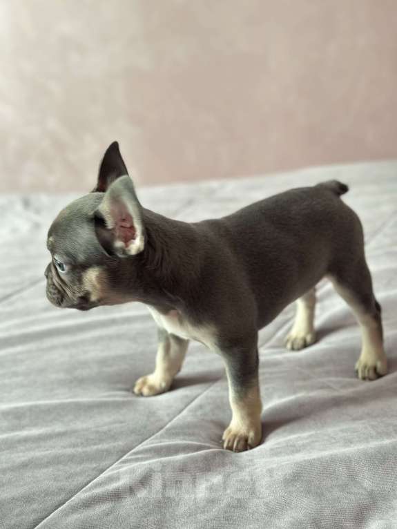 Собаки в Иркутске: Лакки Дуглас Мальчик, 65 000 руб. - фото 3