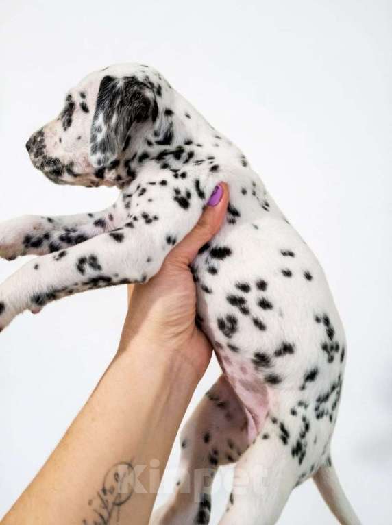 Собаки в Иркутске: Щенок далматина (девочка) Девочка, 35 000 руб. - фото 4