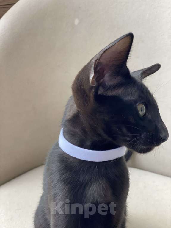 Кошки в Анапе: Ориенталочка  Девочка, 80 000 руб. - фото 3