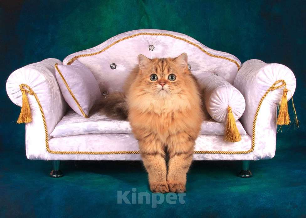 Кошки в Санкт-Петербурге: Шикарная халенд страйт Девочка, 5 000 руб. - фото 4