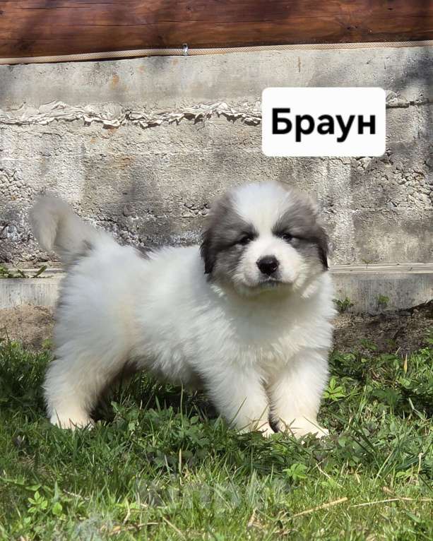 Собаки в Кингисеппе: Щенки Пиренейской горной собаки Разнополые, Бесплатно - фото 7