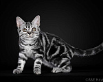Кошки в Ликино-Дулево: Американская короткошерстная Мальчик, 80 000 руб. - фото 4
