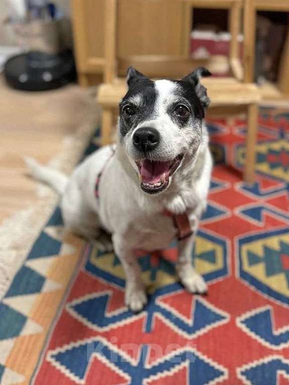 Собаки в Москве: Небольшая домашняя собачка Вега, метис Джек Рассела ищет дом Девочка, 10 руб. - фото 8