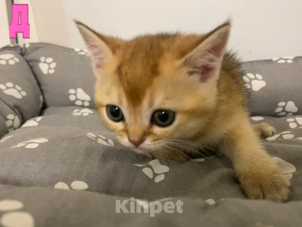 Кошки в Санкт-Петербурге: Котята Разнополые, 20 000 руб. - фото 1
