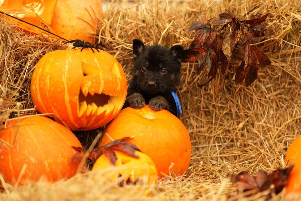 Собаки в других городах Московской области: Мальчик ВЕО Мальчик, 40 000 руб. - фото 2