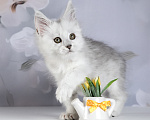 Кошки в Москве: Кошечка мейн-кун Веста Девочка, 150 000 руб. - фото 4