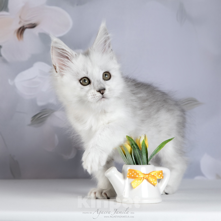Кошки в Москве: Кошечка мейн-кун Веста Девочка, 150 000 руб. - фото 4