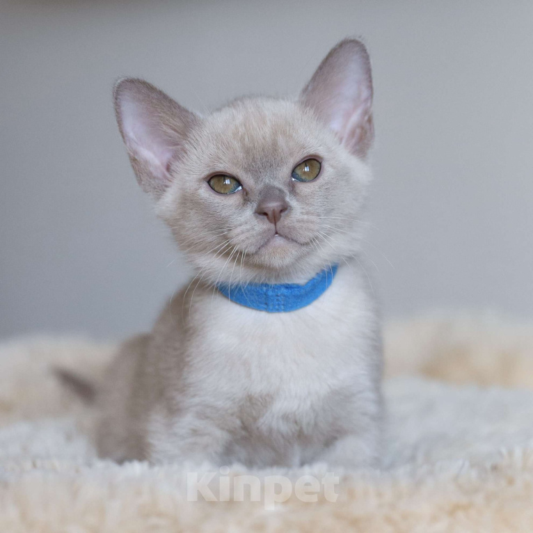 Кошки в Москве: Котята европейской бурмы Мальчик, Бесплатно - фото 2