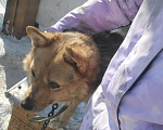 Собаки в Барнауле: Отдам в добрые руки Мальчик, Бесплатно - фото 2