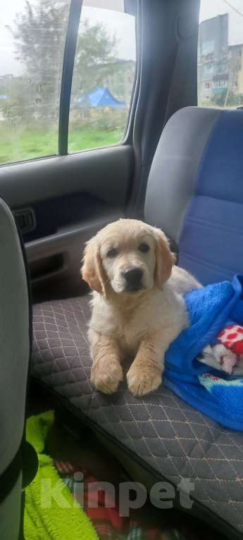 Собаки в других городах Камчатского края: Щенки золотистого ретривера  Девочка, Бесплатно - фото 2