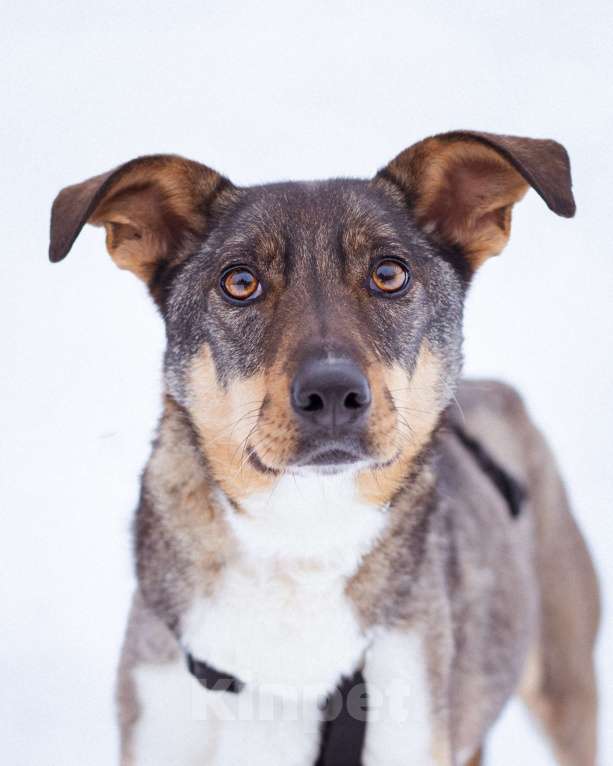 Собаки в Москве: Невероятно умная и ласковая Белка ищет своих людей Девочка, Бесплатно - фото 6