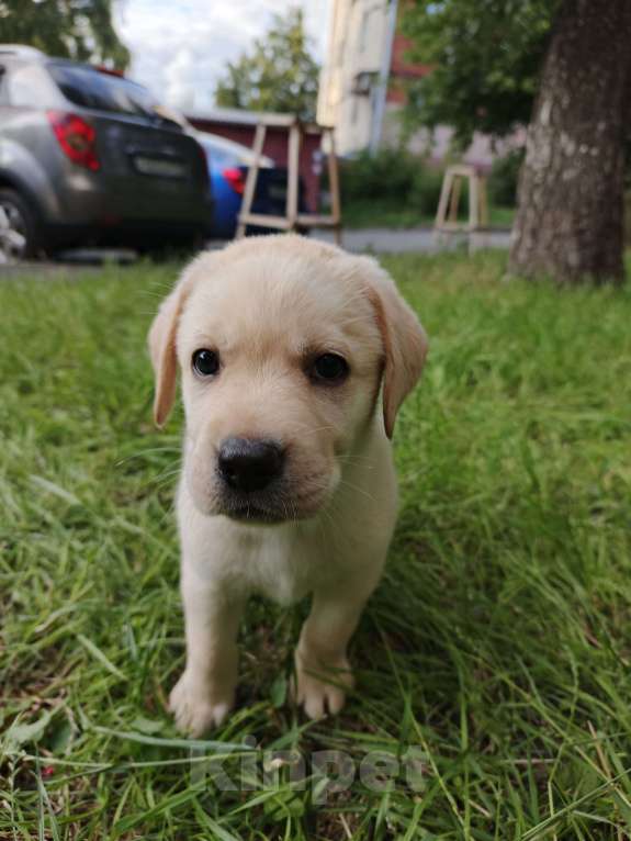 Собаки в Кемерово: Щенки лабрадора Мальчик, Бесплатно - фото 2