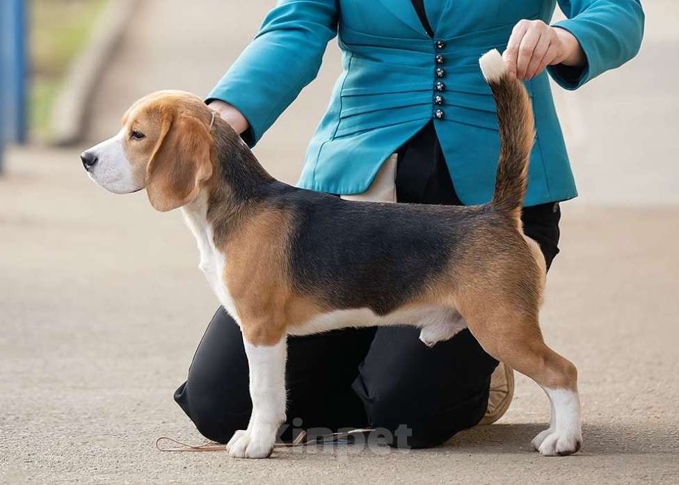 Собаки в Краснодаре: Щенок бигля Мальчик, 120 000 руб. - фото 1