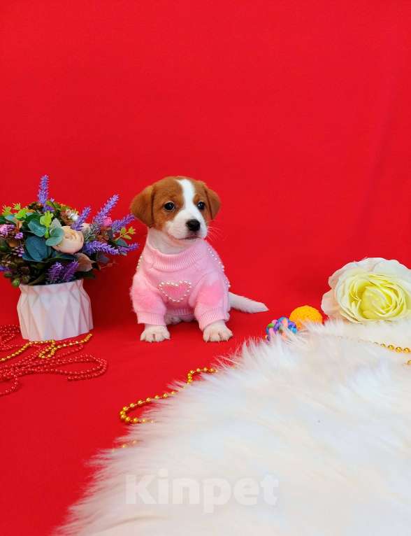 Собаки в Чите: Щенки Джек Рассел терьер девочки и мальчики Девочка, 35 000 руб. - фото 5