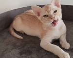 Кошки в Краснодаре: Котик европейской бурмы редкого окраса Мальчик, 30 000 руб. - фото 4