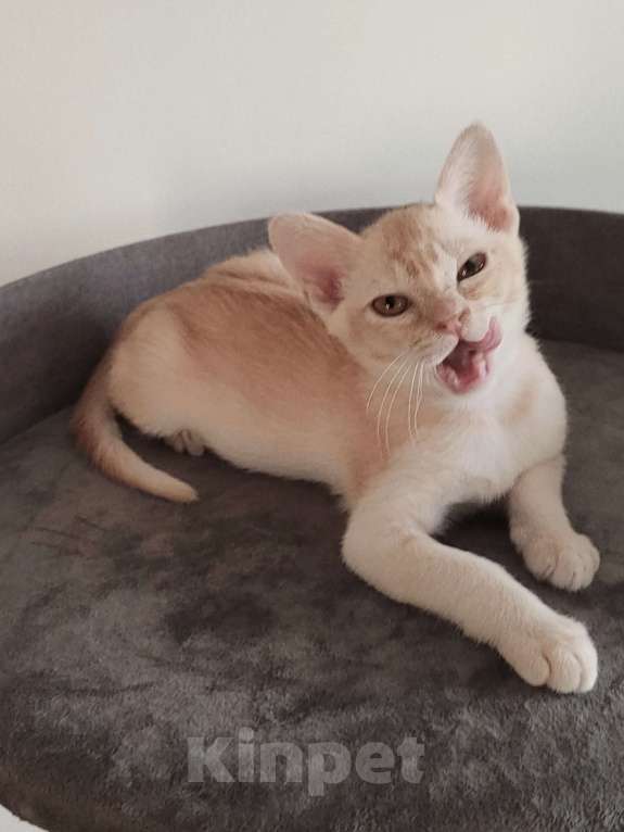 Кошки в Краснодаре: Котик европейской бурмы редкого окраса Мальчик, 30 000 руб. - фото 4