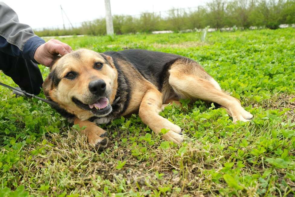 Собаки в Москве: Берта Девочка, Бесплатно - фото 2