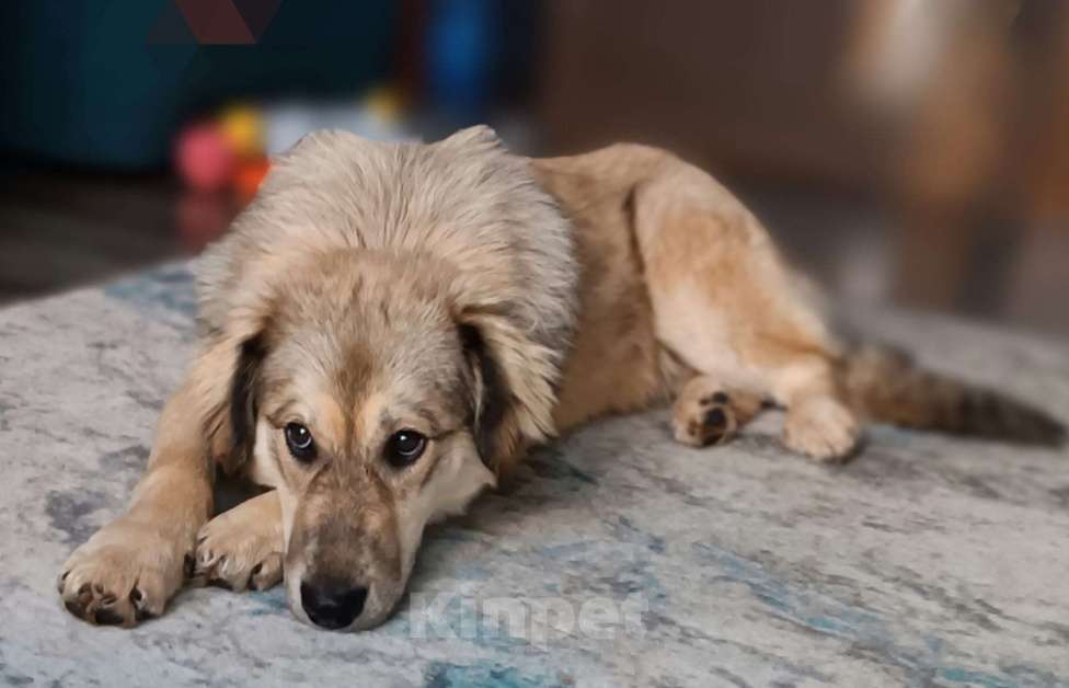 Собаки в Москве: Афелия пушистое облачко Девочка, Бесплатно - фото 1