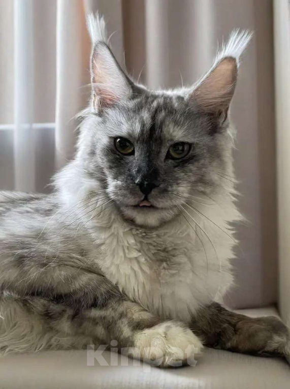 Кошки в Москве: ДЕВЧУШКА НА ВЫДАНЬЕ ИЗ ПИТОМНИКА Девочка, 30 000 руб. - фото 6