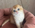 Кошки в Нижнем Новгороде: Скоттиш-страйт Девочка, Бесплатно - фото 1