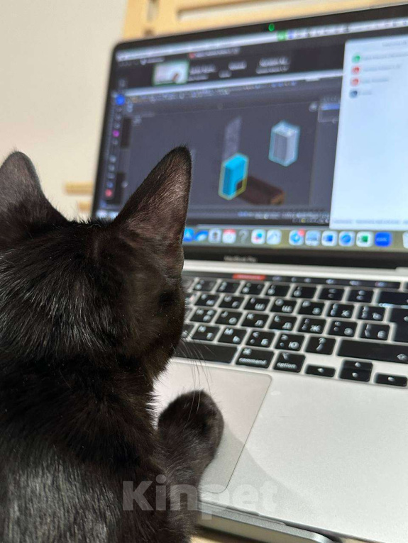 Кошки в Москве: Черная кошка Машуля  Девочка, Бесплатно - фото 3