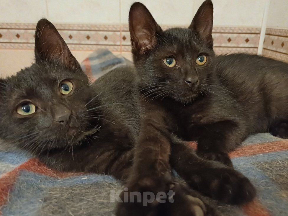 Кошки в Москве: Ищем дом! Мальчик, Бесплатно - фото 1