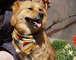Собаки в Воскресенске: Солнечная Марта ищет дом! Девочка, Бесплатно - фото 1