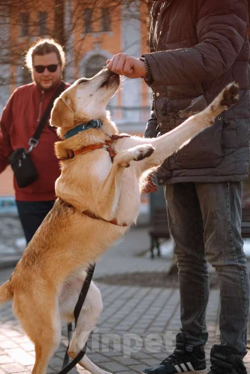 Собаки в Санкт-Петербурге: Рикки, гончая из приюта в добрые руки Девочка, Бесплатно - фото 10