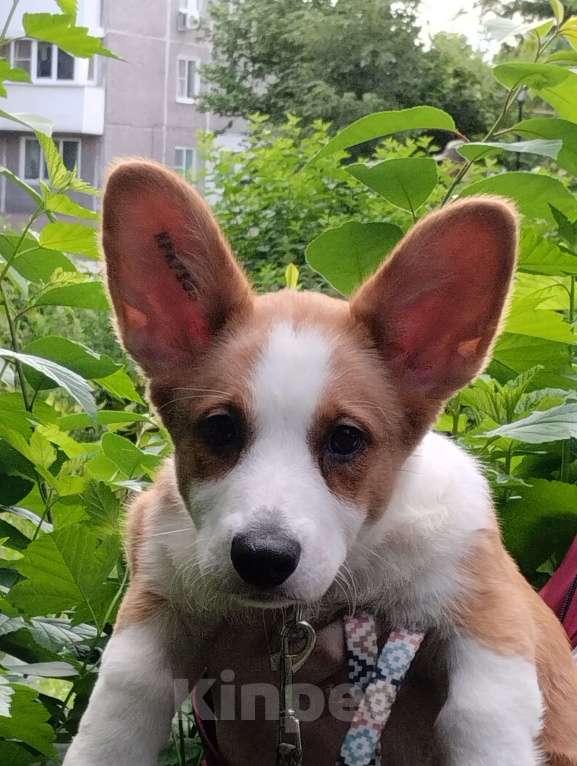 Собаки в Павлово: Марта Девочка, 40 000 руб. - фото 3