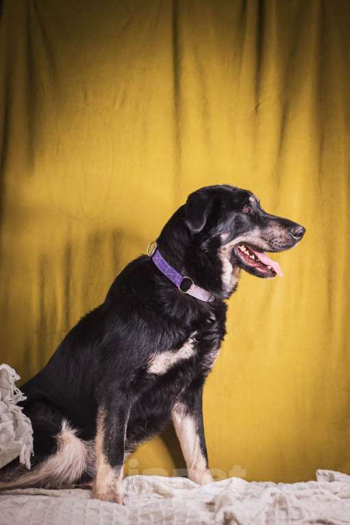 Собаки в Москве: Фунт  Мальчик, 1 руб. - фото 4