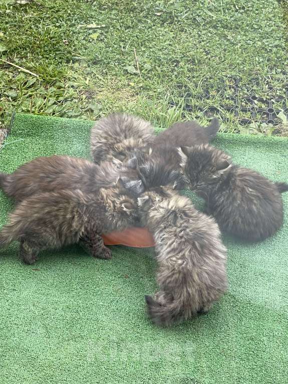 Кошки в Москве: Кусята Девочка, Бесплатно - фото 7