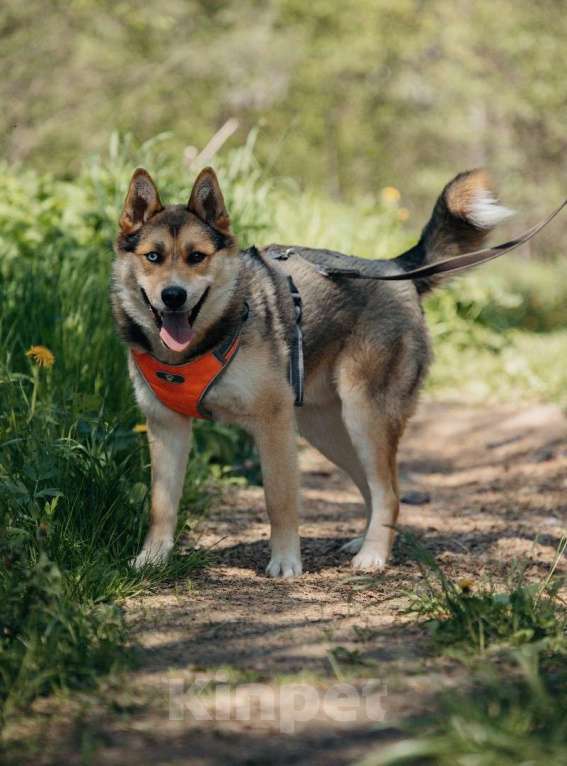 Собаки в Москве: Разноглазый рыжий пёс Гера в дар Мальчик, 1 руб. - фото 5