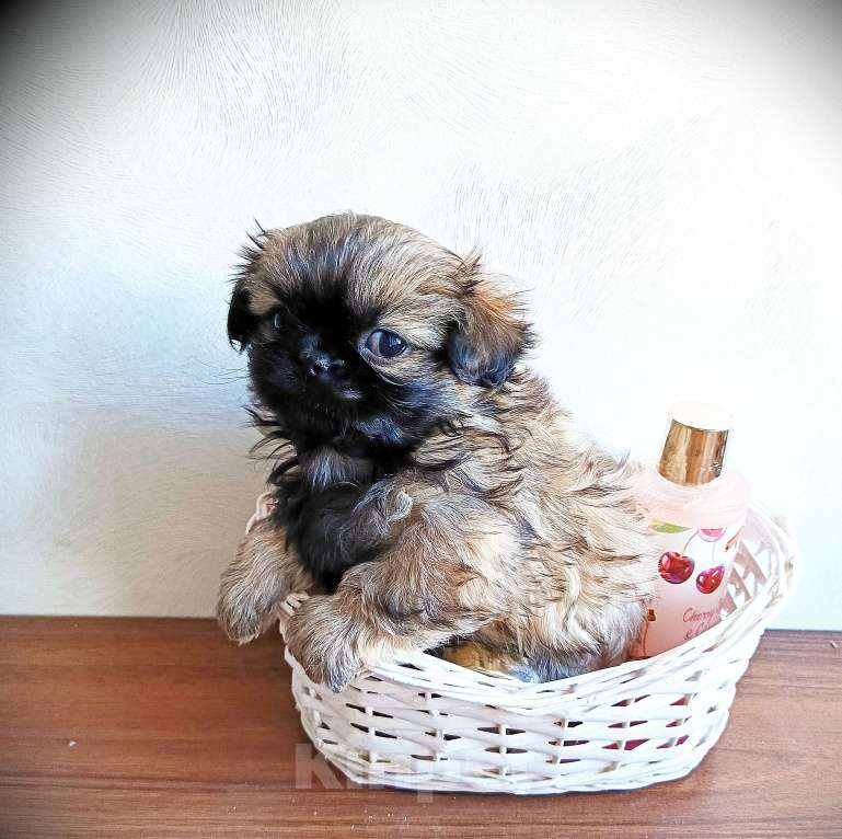 Собаки в Кемерово: Щенок пекинеса, девочка Девочка, 15 000 руб. - фото 2