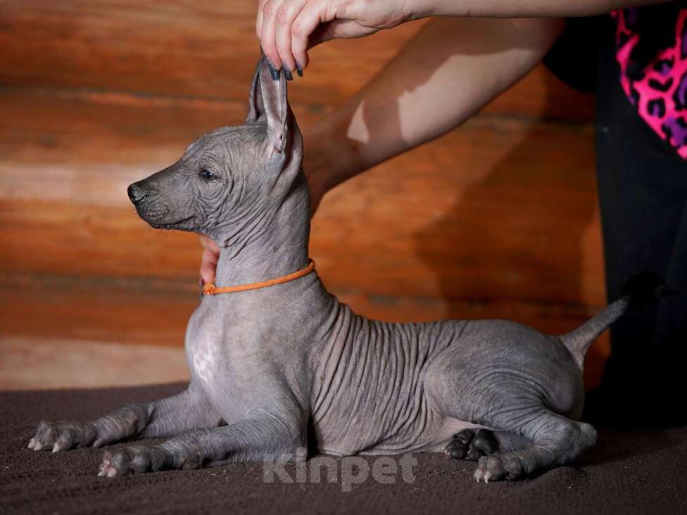 Собаки в Александрове: Щенки Ксолоитцкуинтли стандартного размера  Мальчик, 70 000 руб. - фото 8