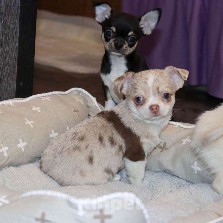 Собаки в Лобне: Мраморный чихуахуа Мальчик, 55 000 руб. - фото 6