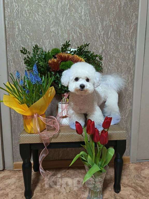Собаки в Новосибирске: Бишон фризе, щенки Мальчик, 45 000 руб. - фото 1