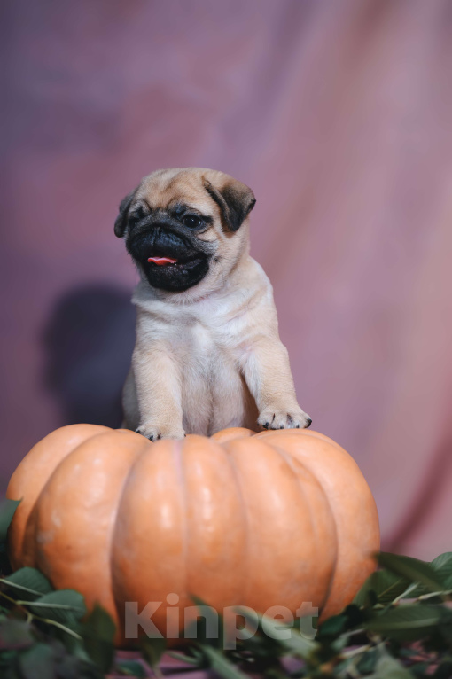 Собаки в Москве: Мальчик  Мальчик, 70 000 руб. - фото 3